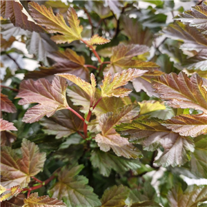 Physocarpus Opulifolius 'Diablo D'or'